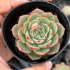 Echeveria 'Hepburn' (SIZE S)
