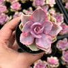 Echeveria Rainbow West