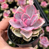 Echeveria Rainbow West