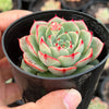 Echeveria 'Hepburn' (SIZE S)
