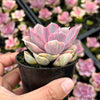 Echeveria Rainbow West