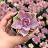 Echeveria Rainbow West