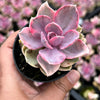 Echeveria Rainbow West