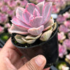 Echeveria Rainbow West