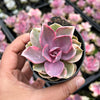 Echeveria Rainbow West