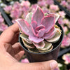 Echeveria Rainbow West