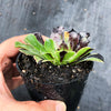 Aeonium 'Big Bang' (S)(PLANT)