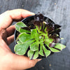 Aeonium 'Big Bang' (S)(PLANT)