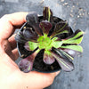 Aeonium 'Big Bang' (S)(PLANT)