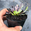 Aeonium 'Big Bang' (S)(PLANT)