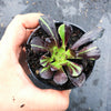 Aeonium 'Big Bang' (S)(PLANT)