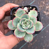 Echeveria poldensis 'Kevin'