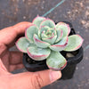 Echeveria poldensis 'Kevin'