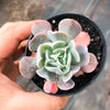 Echeveria ‘Swan Lake’