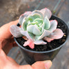 Echeveria ‘Swan Lake’