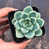 Echeveria elegans 'Albicans' (has marks)