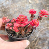 Sedum spurium 'Dragon's Blood'