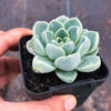 Echeveria elegans 'Albicans' (has marks)