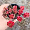 Sedum spurium 'Dragon's Blood'