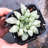 Haworthia cooperi 'Silver Swirls'