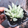 Haworthia cooperi 'Silver Swirls'