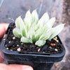 Haworthia cooperi 'Silver Swirls'