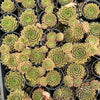 Sempervivum Bernstien (NO PUP)