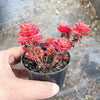 Sedum spurium 'Dragon's Blood'
