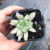 Haworthia cooperi 'Silver Swirls'