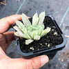 Haworthia cooperi 'Silver Swirls'