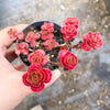 Sedum spurium 'Dragon's Blood'