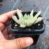 Haworthia cooperi 'Silver Swirls'