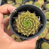Sempervivum Bernstien (NO PUP)