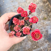 Sedum spurium 'Dragon's Blood'