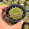 Sempervivum Bernstien (NO PUP)