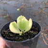 Cotyledon Tomentosa 'Bear's Paws' variegata (WHITE)(XS)