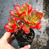 Echeveria muldicaulis 'Lipstick'