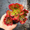 Echeveria muldicaulis 'Lipstick'