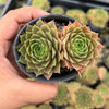 Sempervivum Bernstien (NO PUP)
