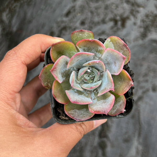 dark ice succulent Echeveria Dark Ice – LET LOVE GROW (Succulent & Cactus)