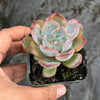 Echeveria Dark Ice