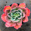 Echeveria 'Blue Lagoon'
