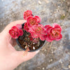 Sedum spurium 'Dragon's Blood'