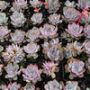 Echeveria Dark Ice