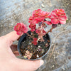 Sedum spurium 'Dragon's Blood'