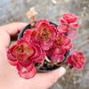 Sedum spurium 'Dragon's Blood'