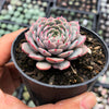 Echeveria pinwheel 'Tuxpan'