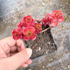 Sedum spurium 'Dragon's Blood'