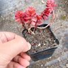 Sedum spurium 'Dragon's Blood'