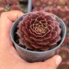 Jovibarba heuffelii 'Irene'